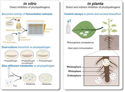 Streptomyces and their specialised metabolites for phytopathogen control – comparative in vitro and in planta metabolic approaches